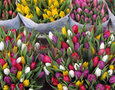 Any collection of Amsterdam photos should include some colorful Dutch tulips.