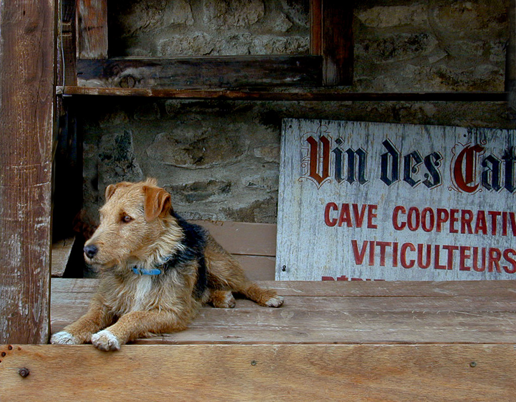 A proud guardian of the wine at a cave in the perched city of Minerve.