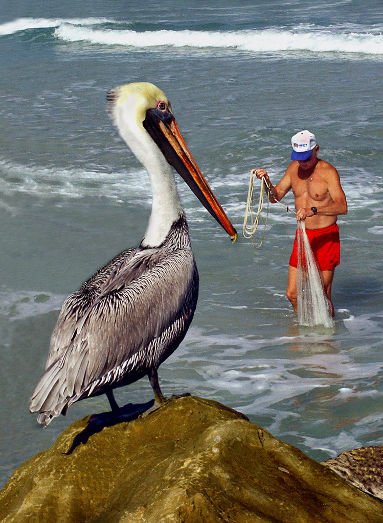 Pelicans become very expert food thieves.