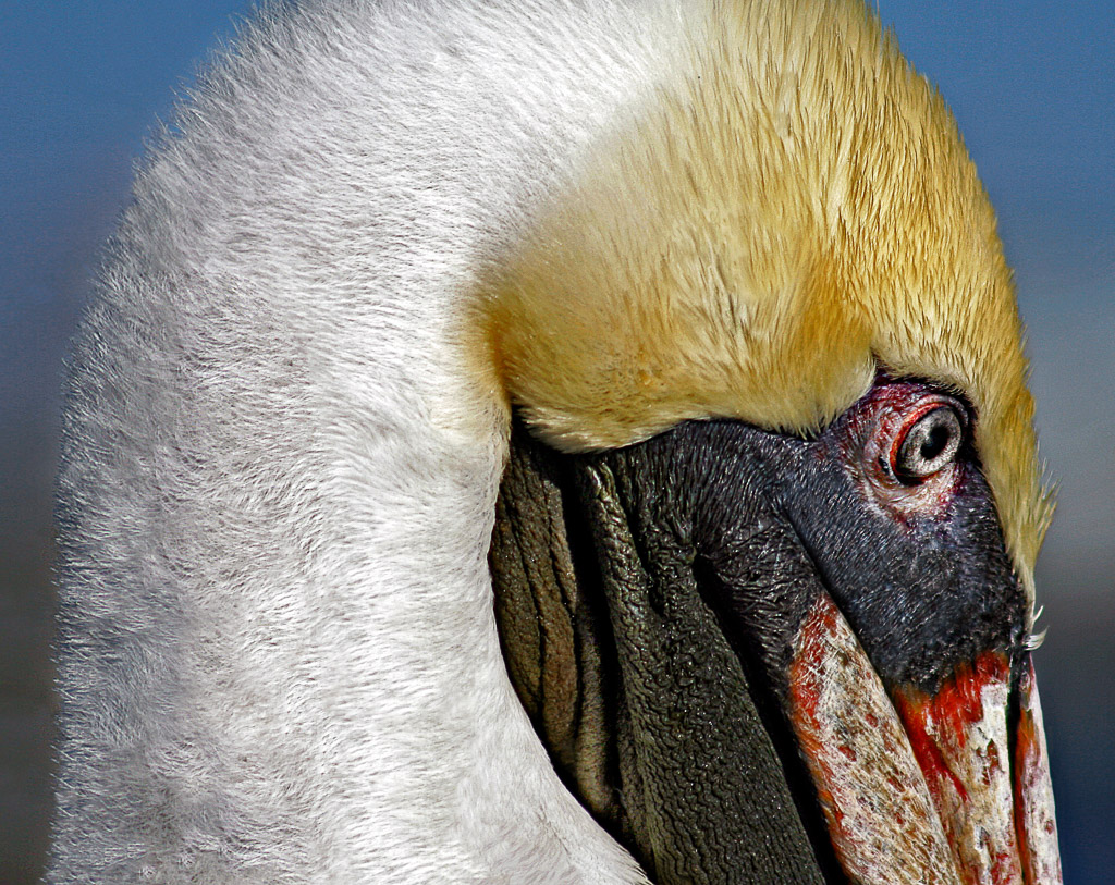 This pelican seems to be very deep in thought.