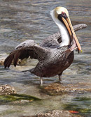Pelicans find fish to eat close to the shore at Ponce Inlet, Florida.