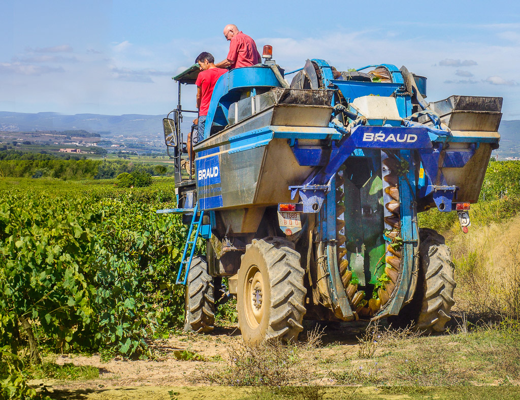 Riding a machine to harvest the grapes is now more common than hand picking.
