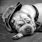 A sleeping dog should not be disturbed from his afternoon nap.