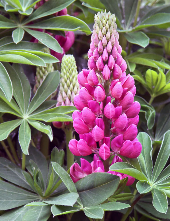 Lupines grow wild and are seen in abundance through out the Maritimes.