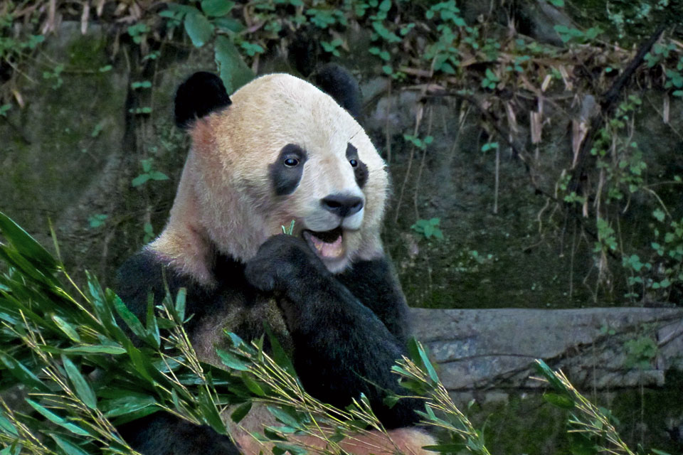 The pandas are oblivious to the many visitors who come to see them.