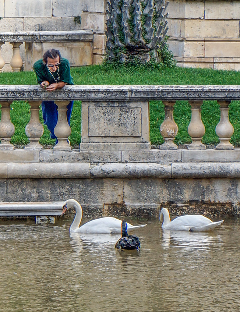 He comes every day to feed them at the Jardins de la Fontaine in Nimes.
