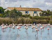 Parc Ornithologique in the Camargue is famous for it's pink flamingos.