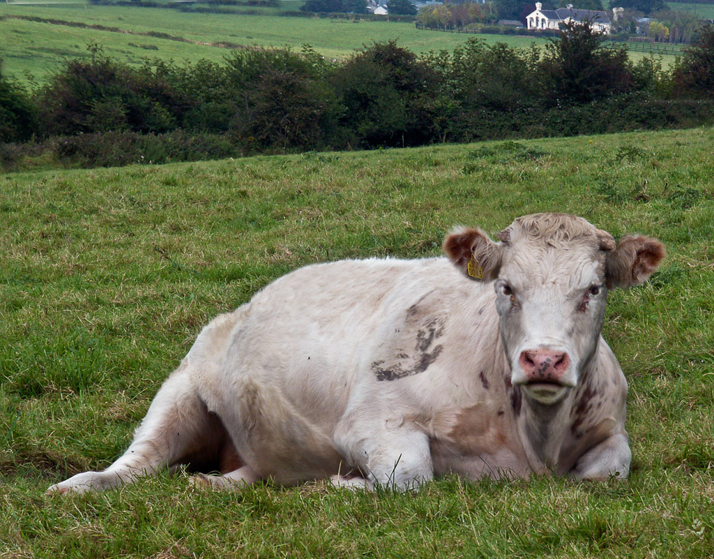 This cow resting in the hills near Castlegregory watched every move I made.