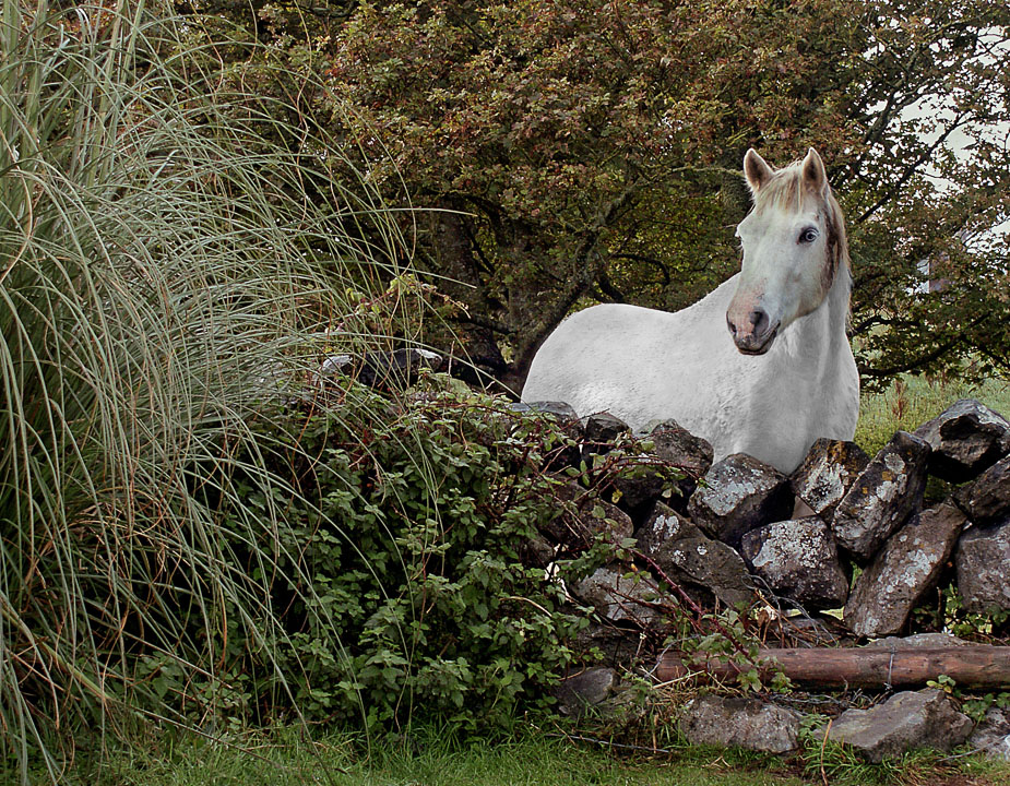 A friendly white horse seen by Dunguaire Castle in Kinverra.