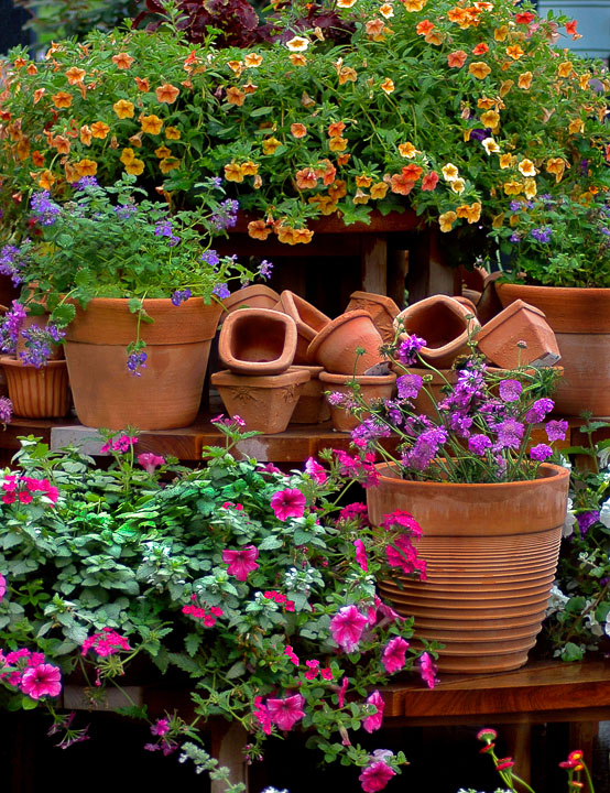 Terra cotta pots and colorful flowers at the New York Bronx Botanical Garden.