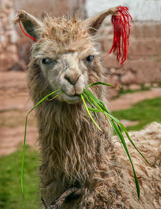 The llama seems quite happy and well fed at home in the mountains near Cuzco.