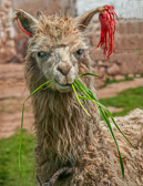 The llama seems quite happy and well fed at home in the mountains near Cuzco.