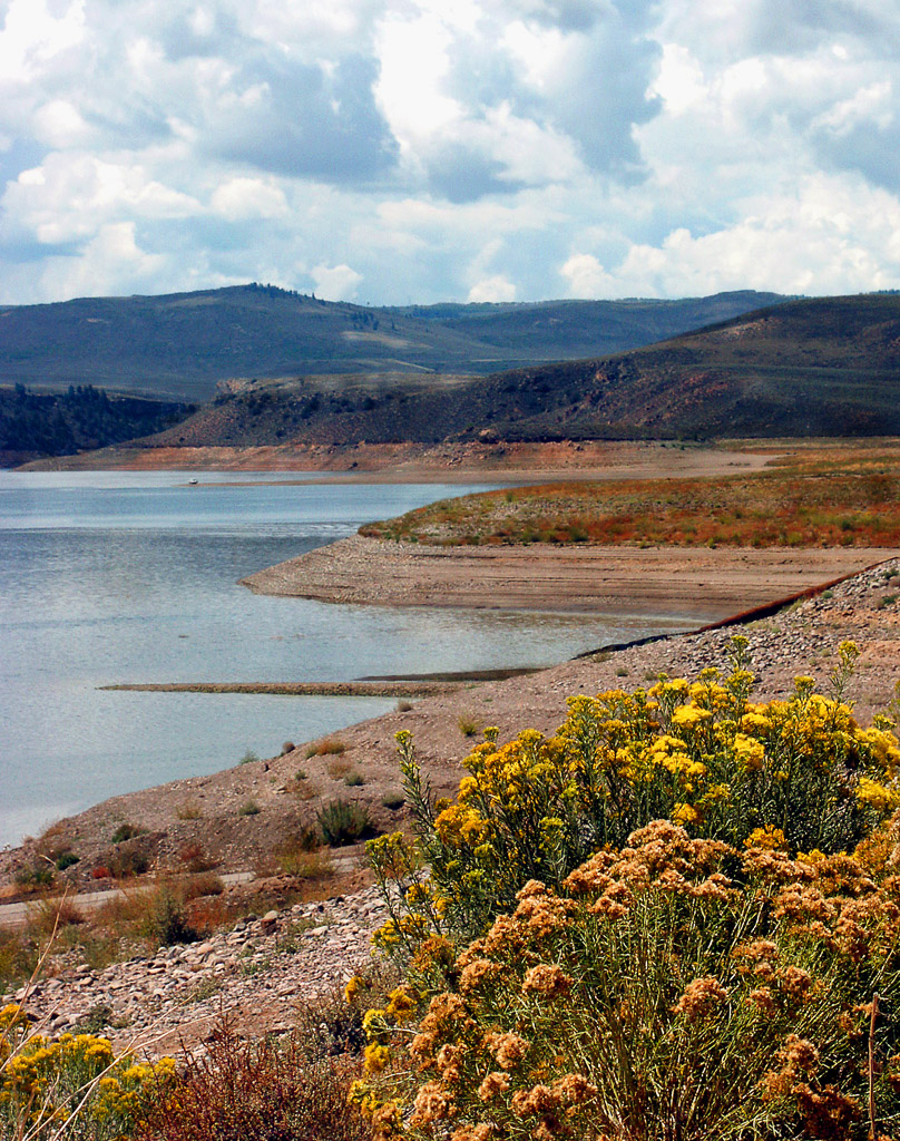 Wild flowers thrive in spite of a continuing Western drought.
