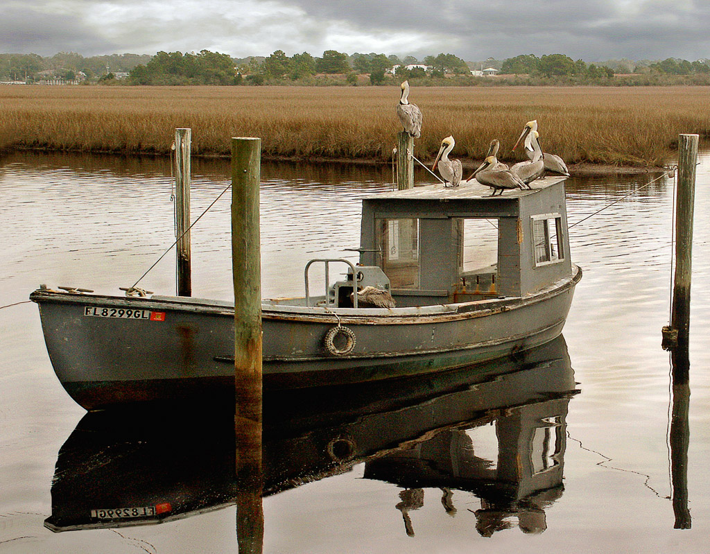 Pelicans relaxing on a oysterman's boat in Apalachacola, FL.